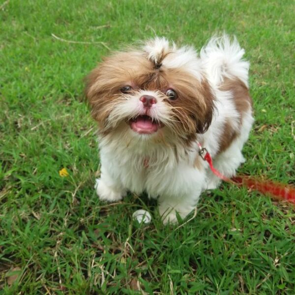 Shih Tzu Puppies for Sale Miami