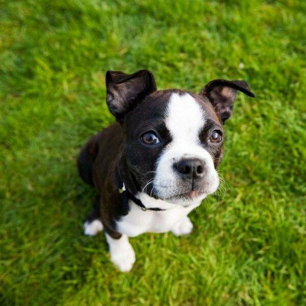 Adorable Puppies for Sale Near Me - PuppiesToGoInc.com, Puppy for sale near me, puppies for sale, dog for sale, dogs for sale, dog for sale near me, pet for sale, dogs for sale cheap, cheap puppies for sale near me, forever love puppies, cheap puppies for sale, cute puppies for sale for Sale