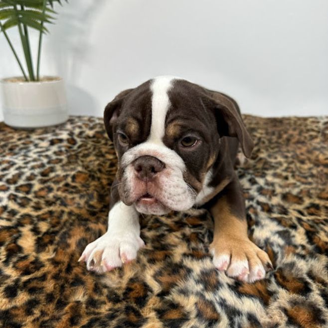 English Bulldog Financing English Bulldog Puppies for Sale Miami