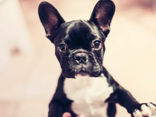 French Bulldog Puppies for Sale Miami
