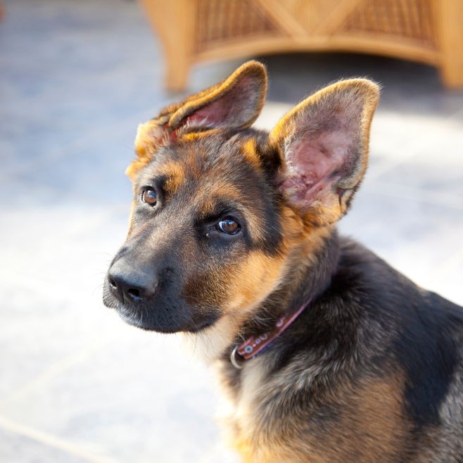 German Shephard Puppies for Sale Miami