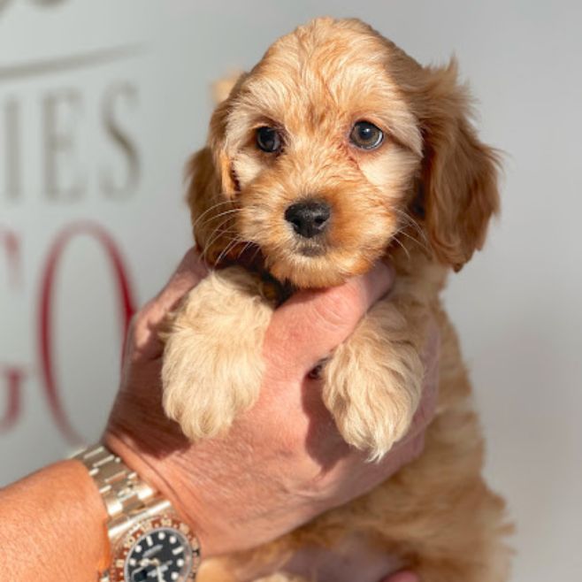 Golden Retriever Puppies for Sale Miami
