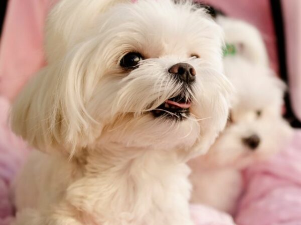 Maltese Puppies for Sale Miami