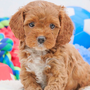 Adorable Puppies for Sale Near Me - PuppiesToGoInc.com, Puppy for sale near me, puppies for sale, dog for sale, dogs for sale, dog for sale near me, pet for sale, dogs for sale cheap, cheap puppies for sale near me, forever love puppies, cheap puppies for sale, cute puppies for sale for Sale