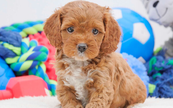 Adorable Puppies for Sale Near Me - PuppiesToGoInc.com, Puppy for sale near me, puppies for sale, dog for sale, dogs for sale, dog for sale near me, pet for sale, dogs for sale cheap, cheap puppies for sale near me, forever love puppies, cheap puppies for sale, cute puppies for sale for Sale