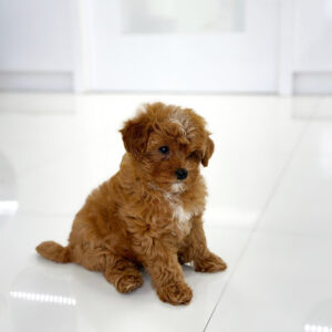 Cavapoo puppies for sale, small designer dog breeds, reputable Cavapoo breeder, Cavapoo adoption
