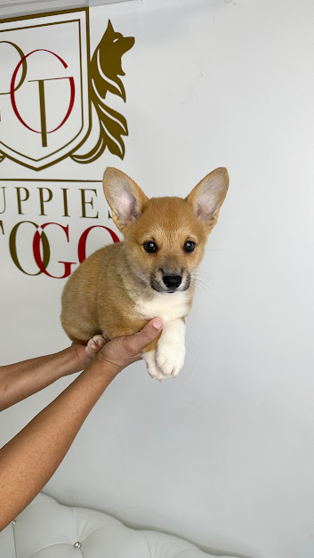 Corgi Puppy for Sale Near Me Adorable Puppies for Sale Near Me - PuppiesToGoInc.com, Puppy for sale near me, puppies for sale, dog for sale, dogs for sale, dog for sale near me, pet for sale, dogs for sale cheap, cheap puppies for sale near me, forever love puppies, cheap puppies for sale, cute puppies for sale