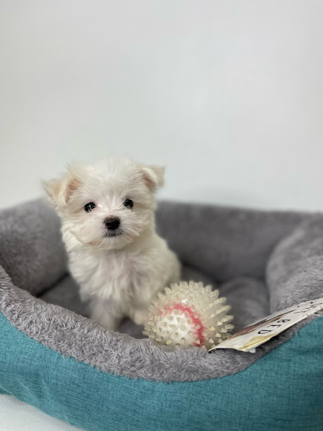 Maltese Puppies for Sale Miami Adorable Puppies for Sale Near Me - PuppiesToGoInc.com, Puppy for sale near me, puppies for sale, dog for sale, dogs for sale, dog for sale near me, pet for sale, dogs for sale cheap, cheap puppies for sale near me, forever love puppies, cheap puppies for sale, cute puppies for sale for Sale