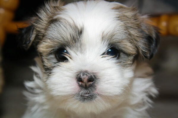 puppiestogoinc.com, puppies to go store, Shih Tzu puppies, Shih Tzu puppies for sale, Shih Tzu puppies for sale near me, Shih Tzu puppies near me, Shih Tzu breeders near me, Shih Tzu puppies breeders, Shih Tzu for sale near me puppiestogoinc.com, puppies to go store, shiba inu puppies, shiba inu puppies for sale, shiba inu for sale, shiba puppy, shiba inu breeder, shiba inu for sale near me, shiba inu breeders near me, shiba inu puppies for sale near me, shiba puppies for sale, shiba inu puppies near me puppiestogoinc.com, puppies to go store, shih poo puppies, shih poo puppies for sale, shih poo puppies for sale near me, shih poo puppies near me, shih poo breeders near me, shih poo for sale near me puppiestogoinc.com, puppies to go store, Mini Schnauzer puppies, Mini Schnauzer puppies for sale, Mini Schnauzer puppies for sale miami, Mini Schnauzer for sale, Mini Schnauzer breeders, Mini Schnauzer puppies near me, Mini Schnauzer puppies for sale near me, Mini Schnauzer breeders near me, Mini Schnauzer for sale near me puppiestogoinc.com, puppies to go store, french bulldog, french bulldog for sale, french bulldog puppies, french bulldog for sale miami, french bulldog puppy for sale, french bulldog puppies near me, french bulldogs for sale near me, french bulldog breeders near me, french bulldog puppies for sale near me, french bulldogs near me puppiestogoinc.com, puppies to go store, Mini Goldendoodle, Mini Goldendoodle puppies for sale, Mini Goldendoodle puppies, Mini Goldendoodle for sale miami, Mini Goldendoodle puppy for sale, Mini Goldendoodle puppies near me, Mini Goldendoodle for sale near me, Mini Goldendoodle breeders near me, Mini Goldendoodle puppies for sale near me puppiestogoinc.com, puppies to go store, Mini Labradoodle puppies, Mini Labradoodle puppies for sale, Mini Labradoodle for sale, Mini Labradoodle puppy, Mini Labradoodle breeder, Mini Labradoodle for sale near me, Mini Labradoodle breeders near me, Mini Labradoodlepuppies for sale near me, Mini Labradoodle for sale, Mini Labradoodle puppies near me puppiestogoinc.com, puppies to go store, Havanese puppies, Havanese puppies for sale, Havanese puppies for sale near me, Havanese puppies near me, Havanese breeders near me, Havanese for sale near me puppiestogoinc.com, puppies to go store, Boston Terrier puppies, Boston Terrier puppies for sale, Boston Terrier for sale, Boston Terrier puppy, Boston Terrier breeder, Boston Terrier for sale near me, Boston Terrier breeders near me, Boston Terrier puppies for sale near me, Boston Terrier for sale, Boston Terrier near me puppiestogoinc.com, puppies to go store, YorkiePoo puppies, YorkiePoo puppies for sale, YorkiePoo puppies for sale miami, YorkiePoo for sale, YorkiePoo breeders, YorkiePoo puppies near me, YorkiePoo puppies for sale near me, YorkiePoo breeders near me, YorkiePoo for sale near me puppiestogoinc.com, puppies to go store, Maltipoo puppies, Maltipoo puppies for sale, Maltipoo for sale, Maltipoo puppy, Maltipoo breeder, Maltipoo for sale near me, Maltipoo breeders near me, Maltipoo for sale near me, Maltipoo for sale, Maltipoo puppies near me puppiestogoinc.com, puppies to go store, morkie puppies, morkie puppies for sale, morkies for sale, morkie puppies for sale near me, morkies for sale near me, morkie breeders near me, morkie puppies near me puppiestogoinc.com, puppies to go store, Pomeranian puppies, Pomeranian puppies for sale, Pomeranian puppies for sale miami, Pomeranian for sale, Pomeranian breeders, Pomeranian puppies near me, Pomeranian puppies for sale near me, Pomeranian breeders near me, Pomeranian for sale near me