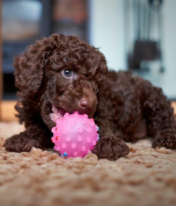 Adorable Puppies for Sale Near Me - PuppiesToGoInc.com, Puppy for sale near me, puppies for sale, dog for sale, dogs for sale, dog for sale near me, pet for sale, dogs for sale cheap, cheap puppies for sale near me, forever love puppies, cheap puppies for sale, cute puppies for sale for Sale