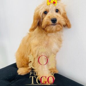 Puppy Store Miami Mini Goldendoodle, Mini Goldendoodle Puppy, Mini Goldendoodle Puppies for Sale, Apricot Mini Goldendoodle, Red Mini Goldendoodle, Mini Goldendoodle Breeders, F1B Mini Goldendoodle, Mini Goldendoodle Size, Mini Goldendoodle Temperament, Mini Goldendoodle Price #1235