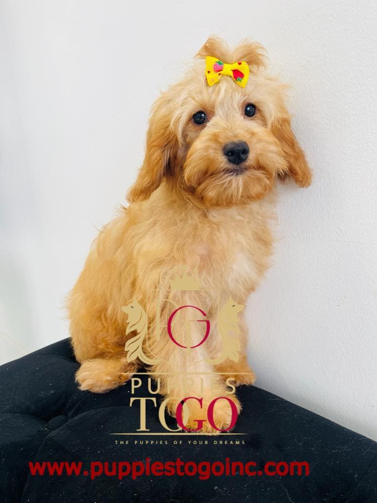 Puppy Store Miami Mini Goldendoodle, Mini Goldendoodle Puppy, Mini Goldendoodle Puppies for Sale, Apricot Mini Goldendoodle, Red Mini Goldendoodle, Mini Goldendoodle Breeders, F1B Mini Goldendoodle, Mini Goldendoodle Size, Mini Goldendoodle Temperament, Mini Goldendoodle Price #1235