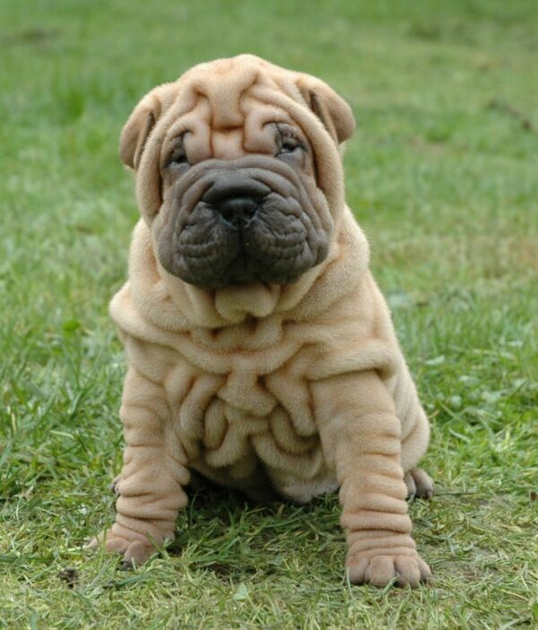 Adorable Puppies for Sale Near Me - PuppiesToGoInc.com, Puppy for sale near me, puppies for sale, dog for sale, dogs for sale, dog for sale near me, pet for sale, dogs for sale cheap, cheap puppies for sale near me, forever love puppies, cheap puppies for sale, cute puppies for sale for Sale