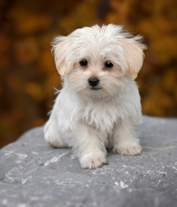 Adorable Puppies for Sale Near Me - PuppiesToGoInc.com, Puppy for sale near me, puppies for sale, dog for sale, dogs for sale, dog for sale near me, pet for sale, dogs for sale cheap, cheap puppies for sale near me, forever love puppies, cheap puppies for sale, cute puppies for sale for Sale