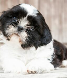 Shih Poo Puppy for Sale Adorable Puppies for Sale Near Me - PuppiesToGoInc.com, Puppy for sale near me, puppies for sale, dog for sale, dogs for sale, dog for sale near me, pet for sale, dogs for sale cheap, cheap puppies for sale near me, forever love puppies, cheap puppies for sale, cute puppies for sale for Sale