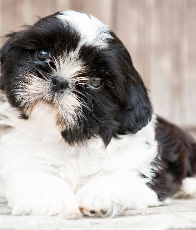 Shih Poo Puppy for Sale Adorable Puppies for Sale Near Me - PuppiesToGoInc.com, Puppy for sale near me, puppies for sale, dog for sale, dogs for sale, dog for sale near me, pet for sale, dogs for sale cheap, cheap puppies for sale near me, forever love puppies, cheap puppies for sale, cute puppies for sale for Sale