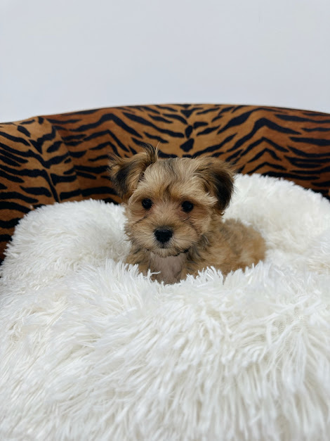 Adorable Puppies for Sale Near Me - PuppiesToGoInc.com, Puppy for sale near me, puppies for sale, dog for sale, dogs for sale, dog for sale near me, pet for sale, dogs for sale cheap, cheap puppies for sale near me, forever love puppies, cheap puppies for sale, cute puppies for sale for Sale