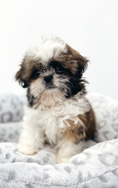 Adorable Puppies for Sale Near Me - PuppiesToGoInc.com, Puppy for sale near me, puppies for sale, dog for sale, dogs for sale, dog for sale near me, pet for sale, dogs for sale cheap, cheap puppies for sale near me, forever love puppies, cheap puppies for sale, cute puppies for sale for Sale