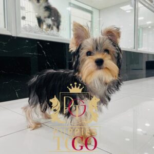Puppy for Sale Near Me Yorkie, Yorkie Puppy, Yorkie Puppies for Sale, Teacup Yorkie, Yorkshire Terrier Puppy, Miniature Yorkie, Yorkie Breeders, Small Yorkie, AKC Yorkie Puppies, Yorkie Puppy Adoption #6890