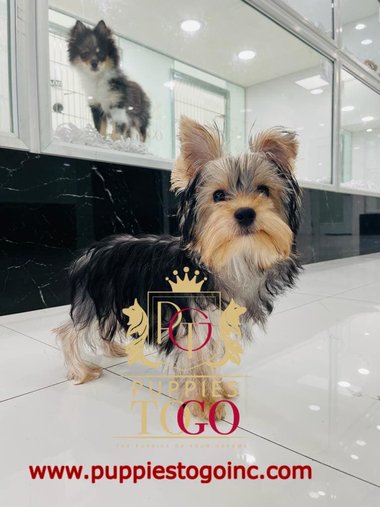 Puppy for Sale Near Me Yorkie, Yorkie Puppy, Yorkie Puppies for Sale, Teacup Yorkie, Yorkshire Terrier Puppy, Miniature Yorkie, Yorkie Breeders, Small Yorkie, AKC Yorkie Puppies, Yorkie Puppy Adoption #6890