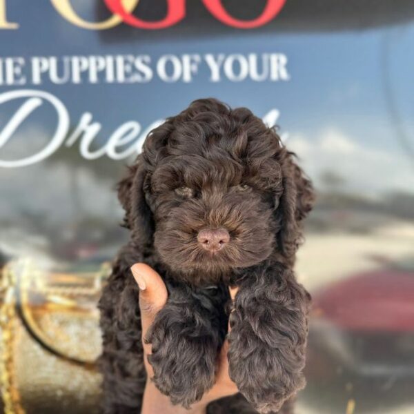 Adorable Puppies for Sale Near Me - PuppiesToGoInc.com, Puppy for sale near me, puppies for sale, dog for sale, dogs for sale, dog for sale near me, pet for sale, dogs for sale cheap, cheap puppies for sale near me, forever love puppies, cheap puppies for sale, cute puppies for sale for Sale