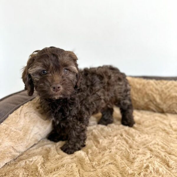 Adorable Puppies for Sale Near Me - PuppiesToGoInc.com, Puppy for sale near me, puppies for sale, dog for sale, dogs for sale, dog for sale near me, pet for sale, dogs for sale cheap, cheap puppies for sale near me, forever love puppies, cheap puppies for sale, cute puppies for sale for Sale