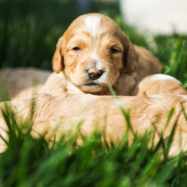 Cockapoo Puppies for Sale