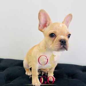 French Bulldog, French Bulldog Puppy, French Bulldog Puppies for Sale, Blue French Bulldog, Fawn French Bulldog, French Bulldog Breeders, Miniature French Bulldog, French Bulldog Mix, French Bulldog Size, French Bulldog Temperament #3756