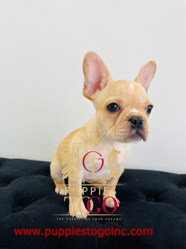 French Bulldog, French Bulldog Puppy, French Bulldog Puppies for Sale, Blue French Bulldog, Fawn French Bulldog, French Bulldog Breeders, Miniature French Bulldog, French Bulldog Mix, French Bulldog Size, French Bulldog Temperament #3756