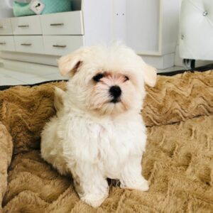 Adorable Puppies for Sale Near Me - PuppiesToGoInc.com, Puppy for sale near me, puppies for sale, dog for sale, dogs for sale, dog for sale near me, pet for sale, dogs for sale cheap, cheap puppies for sale near me, forever love puppies, cheap puppies for sale, cute puppies for sale