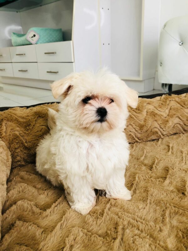 Adorable Puppies for Sale Near Me - PuppiesToGoInc.com, Puppy for sale near me, puppies for sale, dog for sale, dogs for sale, dog for sale near me, pet for sale, dogs for sale cheap, cheap puppies for sale near me, forever love puppies, cheap puppies for sale, cute puppies for sale