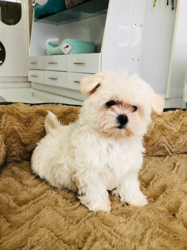 Adorable Puppies for Sale Near Me - PuppiesToGoInc.com, Puppy for sale near me, puppies for sale, dog for sale, dogs for sale, dog for sale near me, pet for sale, dogs for sale cheap, cheap puppies for sale near me, forever love puppies, cheap puppies for sale, cute puppies for sale
