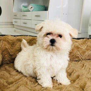 Adorable Puppies for Sale Near Me - PuppiesToGoInc.com, Puppy for sale near me, puppies for sale, dog for sale, dogs for sale, dog for sale near me, pet for sale, dogs for sale cheap, cheap puppies for sale near me, forever love puppies, cheap puppies for sale, cute puppies for sale