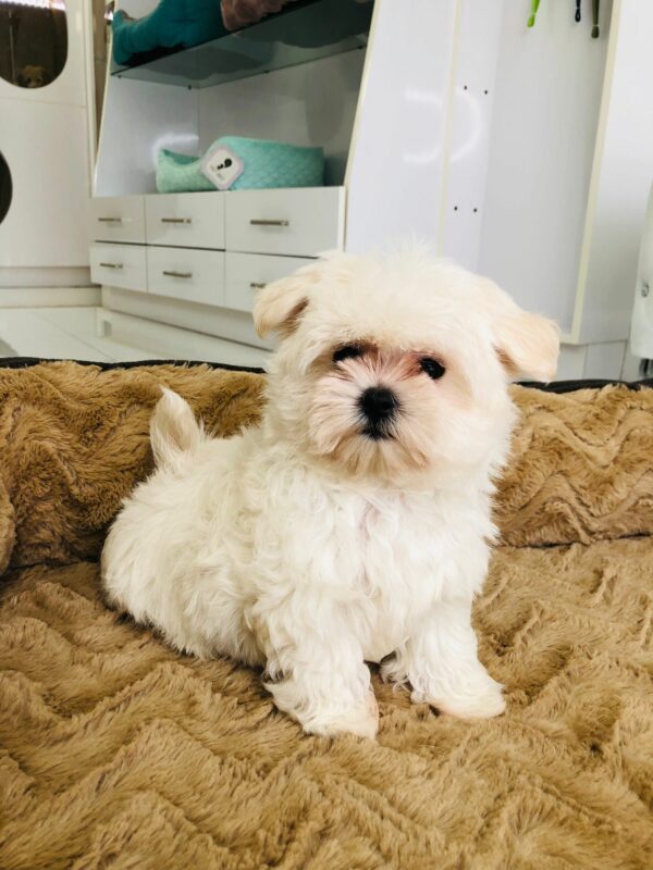 Adorable Puppies for Sale Near Me - PuppiesToGoInc.com, Puppy for sale near me, puppies for sale, dog for sale, dogs for sale, dog for sale near me, pet for sale, dogs for sale cheap, cheap puppies for sale near me, forever love puppies, cheap puppies for sale, cute puppies for sale