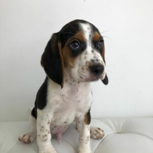 Adorable Puppies for Sale Near Me - PuppiesToGoInc.com, Puppy for sale near me, puppies for sale, dog for sale, dogs for sale, dog for sale near me, pet for sale, dogs for sale cheap, cheap puppies for sale near me, forever love puppies, cheap puppies for sale, cute puppies for sale