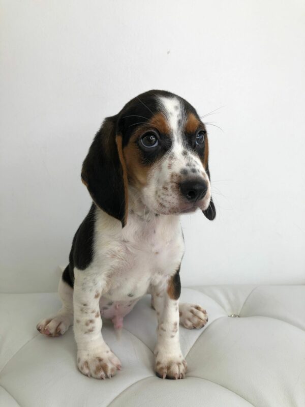 Adorable Puppies for Sale Near Me - PuppiesToGoInc.com, Puppy for sale near me, puppies for sale, dog for sale, dogs for sale, dog for sale near me, pet for sale, dogs for sale cheap, cheap puppies for sale near me, forever love puppies, cheap puppies for sale, cute puppies for sale