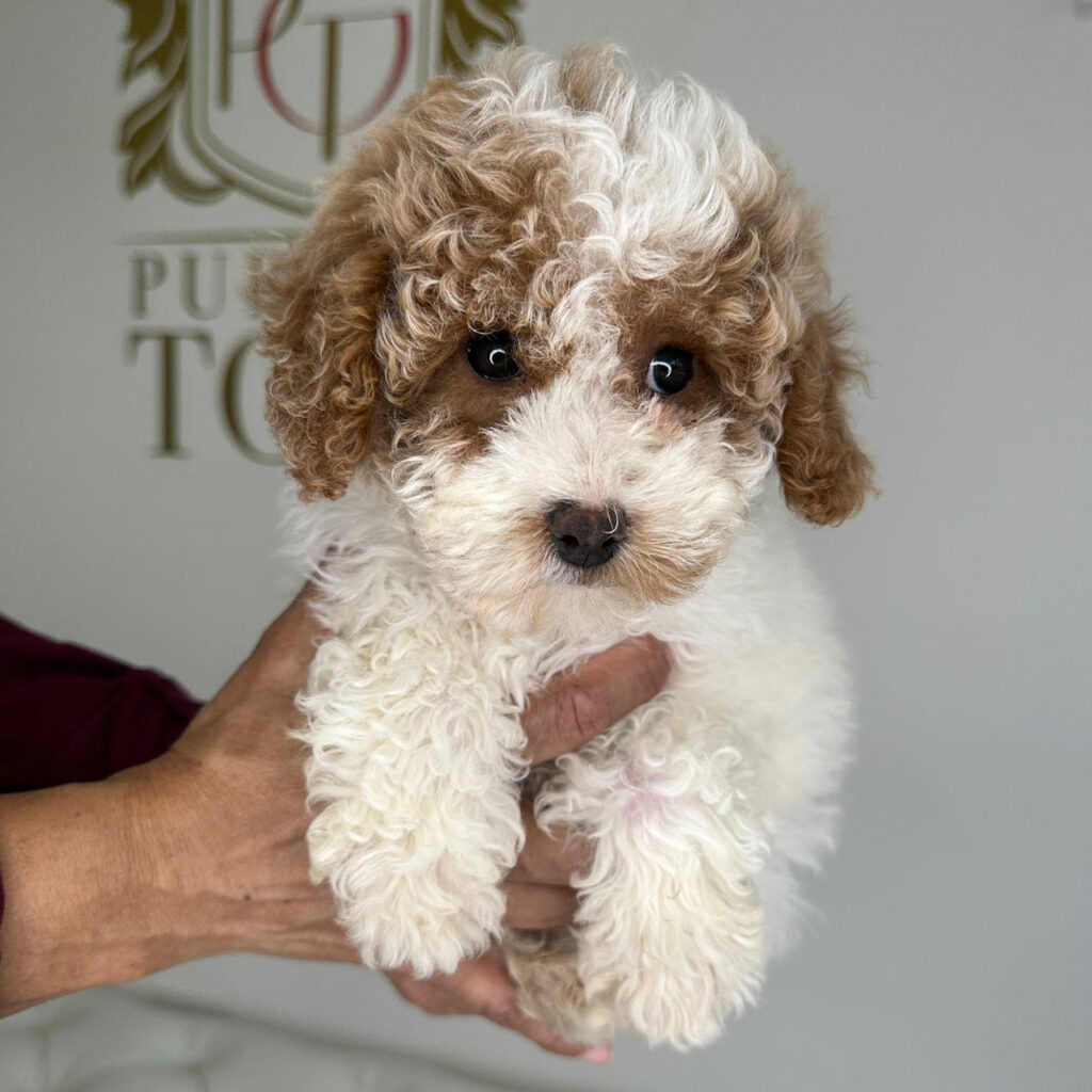 Sheepadoodle Puppies Adorable Puppies for Sale Near Me - PuppiesToGoInc.com, Puppy for sale near me, puppies for sale, dog for sale, dogs for sale, dog for sale near me, pet for sale, dogs for sale cheap, cheap puppies for sale near me, forever love puppies, cheap puppies for sale, cute puppies for sale