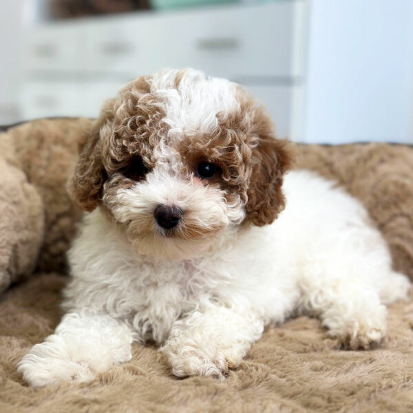 Adorable Puppies for Sale Near Me - PuppiesToGoInc.com, Puppy for sale near me, puppies for sale, dog for sale, dogs for sale, dog for sale near me, pet for sale, dogs for sale cheap, cheap puppies for sale near me, forever love puppies, cheap puppies for sale, cute puppies for sale