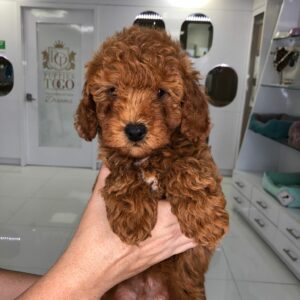 Adorable Puppies for Sale Near Me - PuppiesToGoInc.com, Puppy for sale near me, puppies for sale, dog for sale, dogs for sale, dog for sale near me, pet for sale, dogs for sale cheap, cheap puppies for sale near me, forever love puppies, cheap puppies for sale, cute puppies for sale