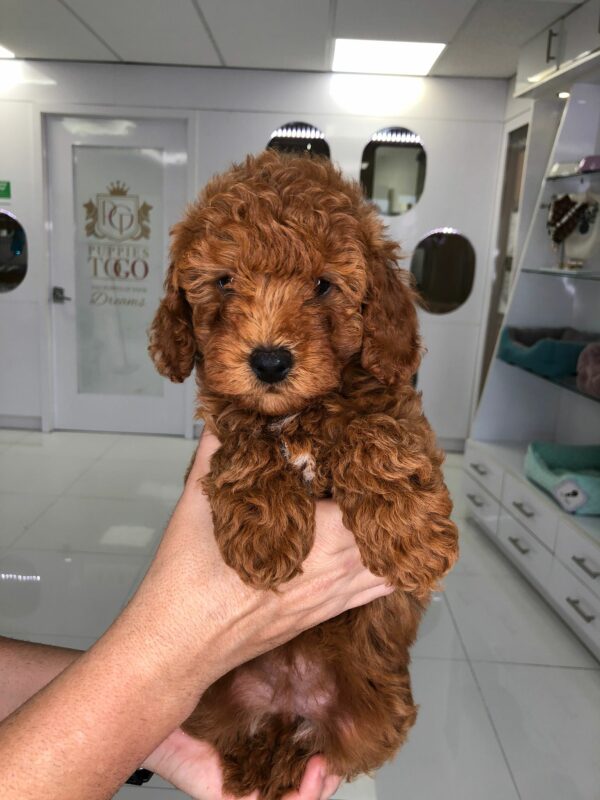 Adorable Puppies for Sale Near Me - PuppiesToGoInc.com, Puppy for sale near me, puppies for sale, dog for sale, dogs for sale, dog for sale near me, pet for sale, dogs for sale cheap, cheap puppies for sale near me, forever love puppies, cheap puppies for sale, cute puppies for sale