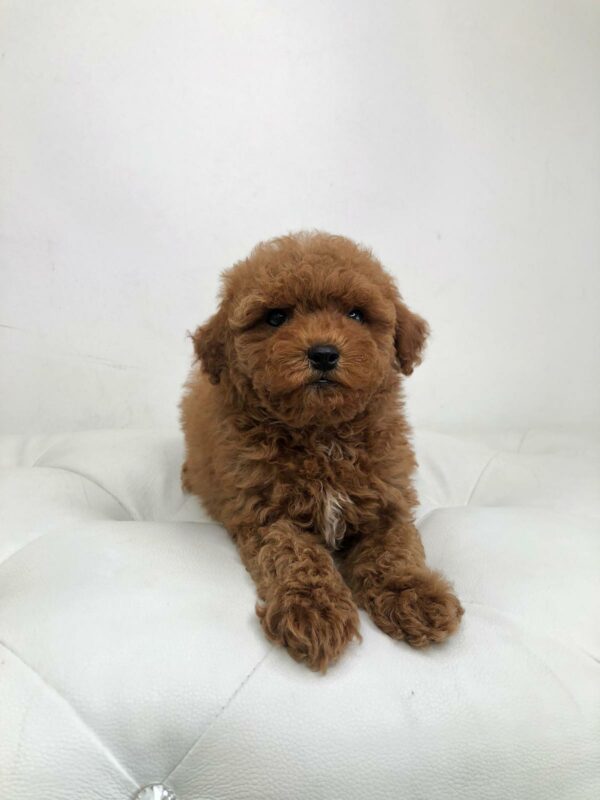 Adorable Puppies for Sale Near Me - PuppiesToGoInc.com, Puppy for sale near me, puppies for sale, dog for sale, dogs for sale, dog for sale near me, pet for sale, dogs for sale cheap, cheap puppies for sale near me, forever love puppies, cheap puppies for sale, cute puppies for sale