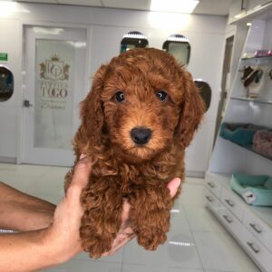 Adorable Puppies for Sale Near Me - PuppiesToGoInc.com, Puppy for sale near me, puppies for sale, dog for sale, dogs for sale, dog for sale near me, pet for sale, dogs for sale cheap, cheap puppies for sale near me, forever love puppies, cheap puppies for sale, cute puppies for sale