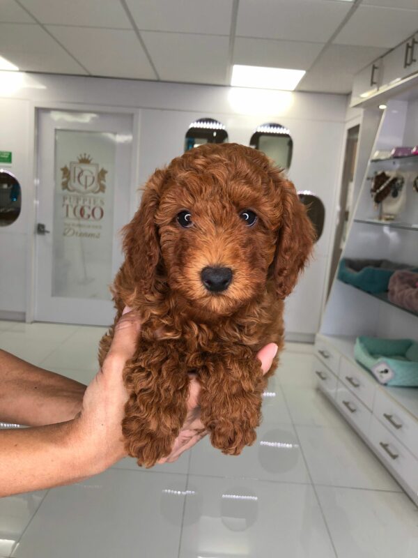 Adorable Puppies for Sale Near Me - PuppiesToGoInc.com, Puppy for sale near me, puppies for sale, dog for sale, dogs for sale, dog for sale near me, pet for sale, dogs for sale cheap, cheap puppies for sale near me, forever love puppies, cheap puppies for sale, cute puppies for sale
