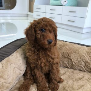 Adorable Puppies for Sale Near Me - PuppiesToGoInc.com, Puppy for sale near me, puppies for sale, dog for sale, dogs for sale, dog for sale near me, pet for sale, dogs for sale cheap, cheap puppies for sale near me, forever love puppies, cheap puppies for sale, cute puppies for sale