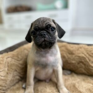 Adorable Puppies for Sale Near Me - PuppiesToGoInc.com, Puppy for sale near me, puppies for sale, dog for sale, dogs for sale, dog for sale near me, pet for sale, dogs for sale cheap, cheap puppies for sale near me, forever love puppies, cheap puppies for sale, cute puppies for sale