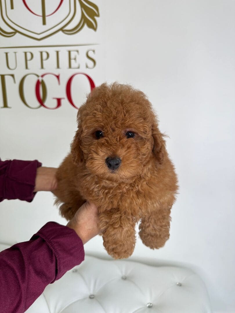 Toy Poodle for Sale Adorable Puppies for Sale Near Me - PuppiesToGoInc.com, Puppy for sale near me, puppies for sale, dog for sale, dogs for sale, dog for sale near me, pet for sale, dogs for sale cheap, cheap puppies for sale near me, forever love puppies, cheap puppies for sale, cute puppies for sale