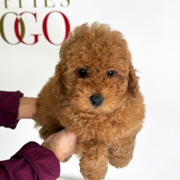 Adorable Puppies for Sale Near Me - PuppiesToGoInc.com, Puppy for sale near me, puppies for sale, dog for sale, dogs for sale, dog for sale near me, pet for sale, dogs for sale cheap, cheap puppies for sale near me, forever love puppies, cheap puppies for sale, cute puppies for sale