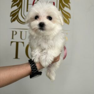 Adorable Puppies for Sale Near Me - PuppiesToGoInc.com, Puppy for sale near me, puppies for sale, dog for sale, dogs for sale, dog for sale near me, pet for sale, dogs for sale cheap, cheap puppies for sale near me, forever love puppies, cheap puppies for sale, cute puppies for sale