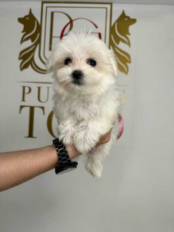 Adorable Puppies for Sale Near Me - PuppiesToGoInc.com, Puppy for sale near me, puppies for sale, dog for sale, dogs for sale, dog for sale near me, pet for sale, dogs for sale cheap, cheap puppies for sale near me, forever love puppies, cheap puppies for sale, cute puppies for sale