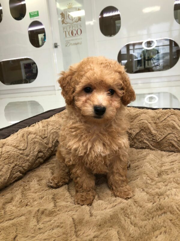 Adorable Puppies for Sale Near Me - PuppiesToGoInc.com, Puppy for sale near me, puppies for sale, dog for sale, dogs for sale, dog for sale near me, pet for sale, dogs for sale cheap, cheap puppies for sale near me, forever love puppies, cheap puppies for sale, cute puppies for sale